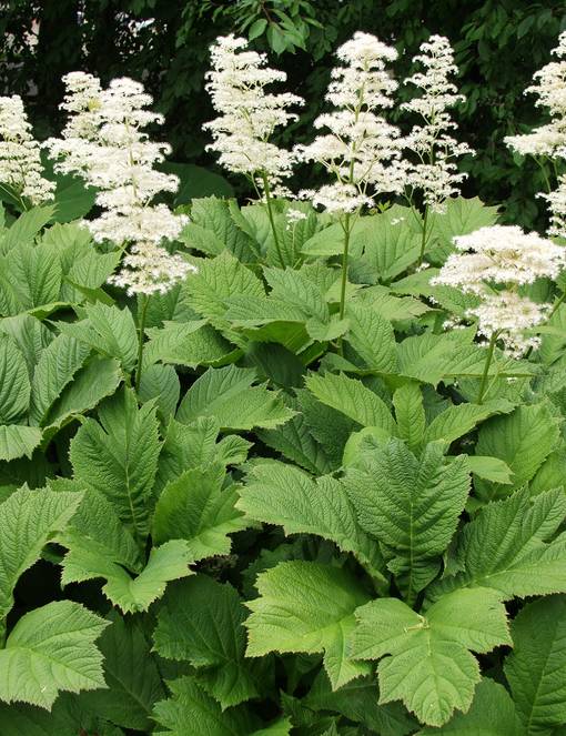 LIUSKAVALEANGERVO - Muut perennat - 2033483100002 - 1