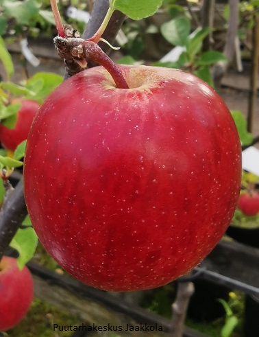 PERHEOMENAPUU 4-LAJIKKEEN - Omenapuut - 2000182300002 - 1