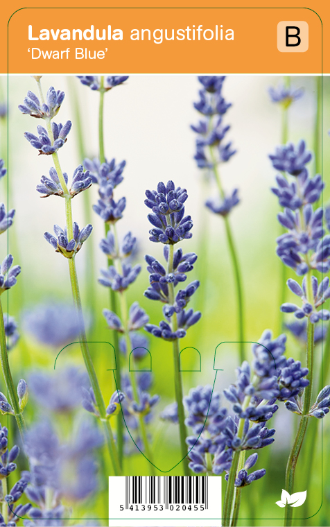 TÄHKÄLAVENTELI DWARF BLUE - Muut perennat - 2034719400002 - 1