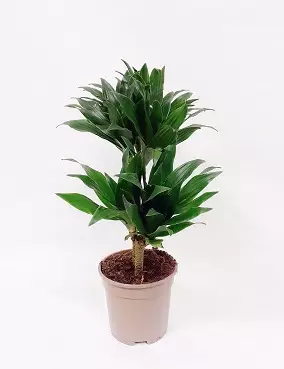 TUOKSUTRAAKKIPUU COMPACTA 17 CM RUUKKU - Traakkipuut - 2000013000002 - 1