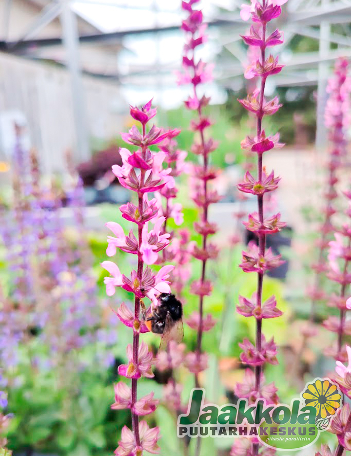 LOISTOSALVIA CARADONNA PINK - Muut perennat - 2050350100002 - 1