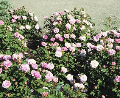 SAMMALRUUSU - Pensasruusut - 6417189250012 - 1