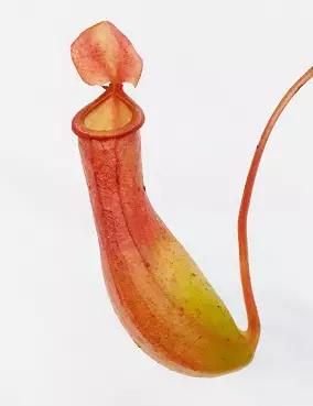 KANNUKASVI GAYA - Lihansyöjäkasvit - 2047939200000 - 1