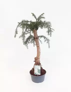 AUSTRALIANARAUKARIA - Muut viherkasvit - 8712815726212 - 1