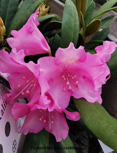 ALPPIRUUSU KALINKA - Alppiruusut - 2073100300002 - 1