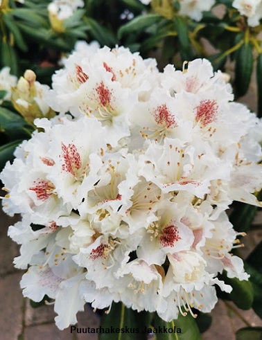 ALPPIRUUSU P.M.A. TIGERSTEDT - Alppiruusut - 2034586200002 - 1