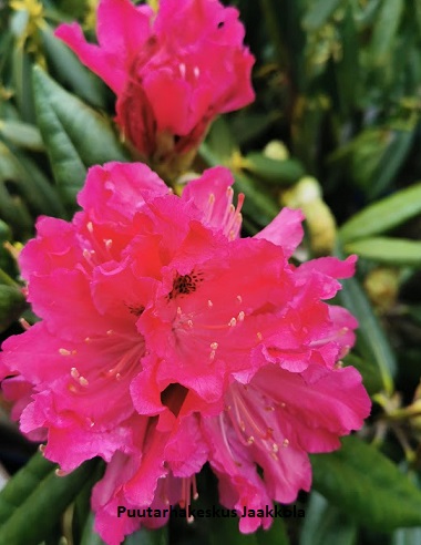 ALPPIRUUSU UNELMA - Alppiruusut - 2001901100002 - 1