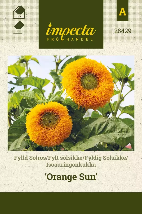 ISOAURINGONKUKKA ORANGE SUN - Auringonkukan siemenet - 7332756284292 - 1
