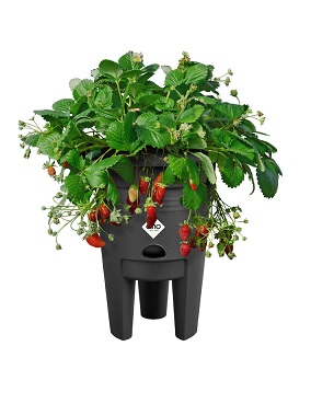 GREEN BASICS MANSIKKARUUKKU - Muoviruukut - 8711904527792 - 1