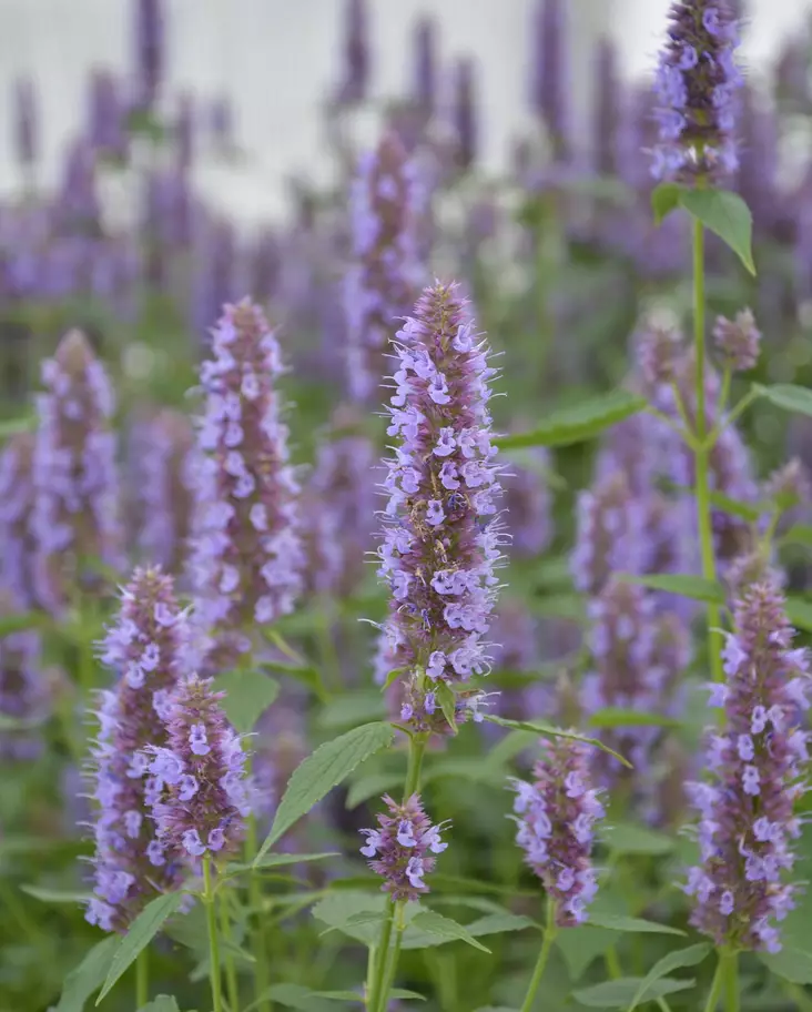 IISO BEELICIOUS PURPLE C2 - Muut perennat - 2060945800002 - 1