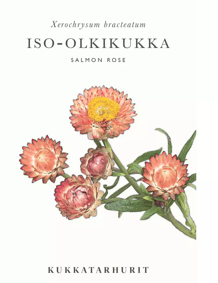 ISO-OLKIKUKKA SALMON ROSE - Muut kesäkukkien siemenet - 6430081120122 - 1