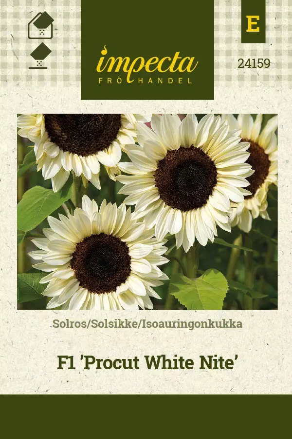 ISOAURINGONKUKKA PROCUT WHITE NITE - Auringonkukan siemenet - 7332756241592 - 1