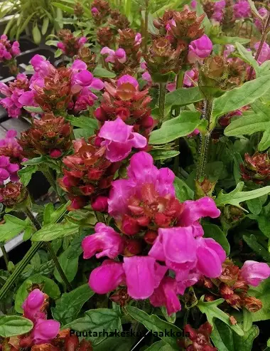 ISONIITTYHUMALA BELLA PINK - Muut perennat - 2039927800002 - 1