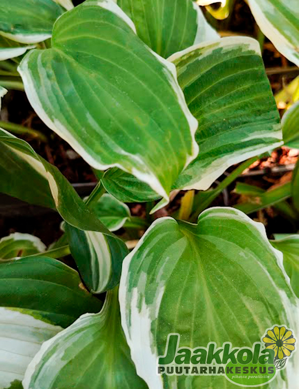 ISORAITAKUUNLILJA - Kuunliljat - 2001995400002 - 1