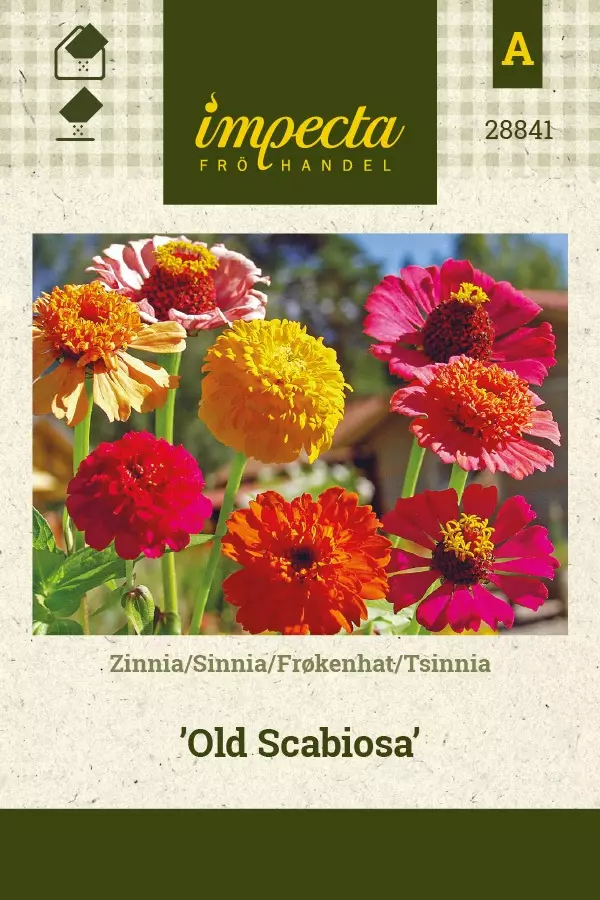 ISOTSINNIA OLD SCABIOSA - Tsinnian siemenet - 7332756288412 - 1