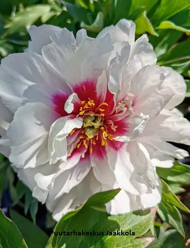 ITOH-PENSASPIONI CORA LOUISE - Pionit - 2031821500002 - 1