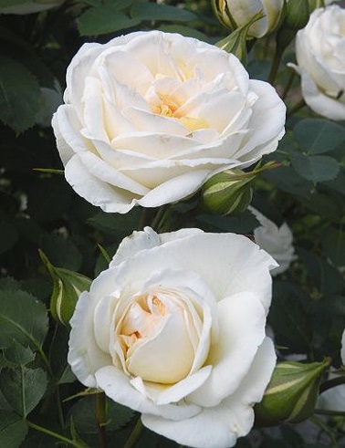 J.P. CONNEL - Kanadalaiset ruusut - 2000301400002 - 1