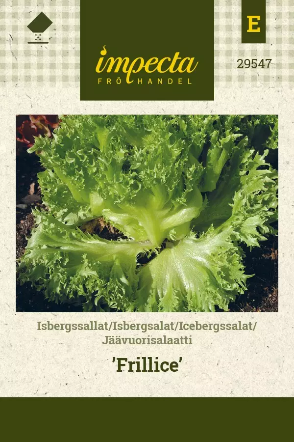 JÄÄVUORISALAATTI FRILLICE - Salaatin siemenet - 7332756295472 - 1
