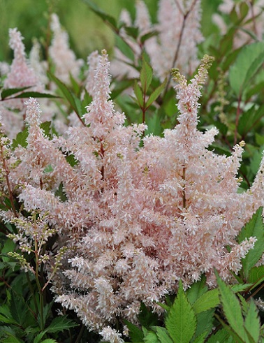 JALOANGERVO PEACH BLOSSOM - Jaloangervot - 2007477100002 - 1