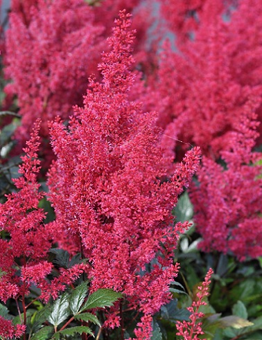 JAPANINJALOANGERVO MONTGOMERY - Jaloangervot - 2002707200002 - 1