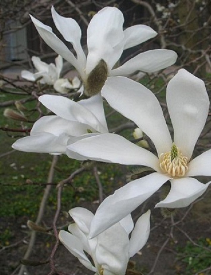 JAPANINMAGNOLIA - Magnoliat - 2052135000002 - 1