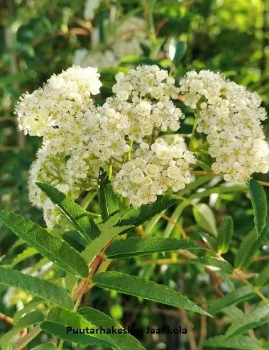 JAPANINPIHLAJA - Pihlajat - 2014111600002 - 1