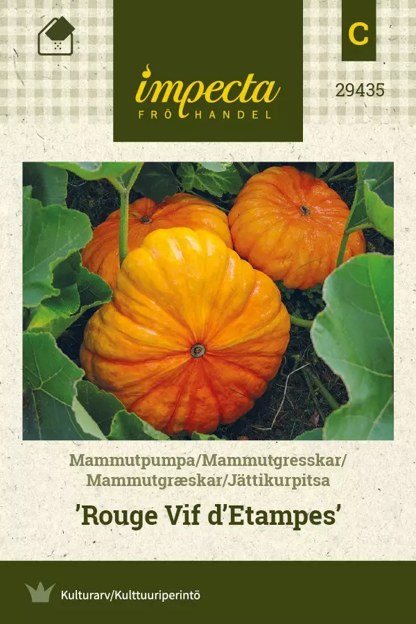 JÄTTIKURPITSA ROUGE VIF D'ETAMPES - Kurpitsan siemenet - 7332756294352 - 1