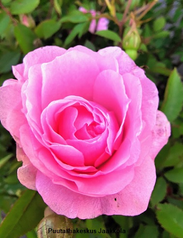 JOHN DAVIS PILARIRUUSU - Köynnösruusut - 2010262100002 - 1