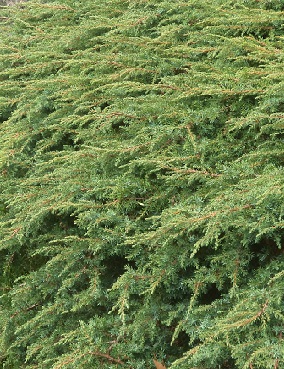 KÄÄPIÖKATAJA GREEN CARPET - Katajat - 10302102 - 1