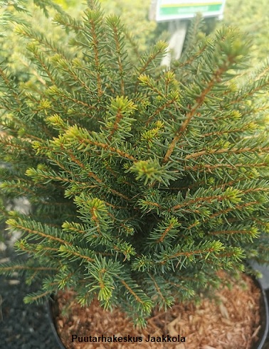 KÄÄPIÖSERBIANKUUSI KAREL - Kuuset - 2000561400002 - 1