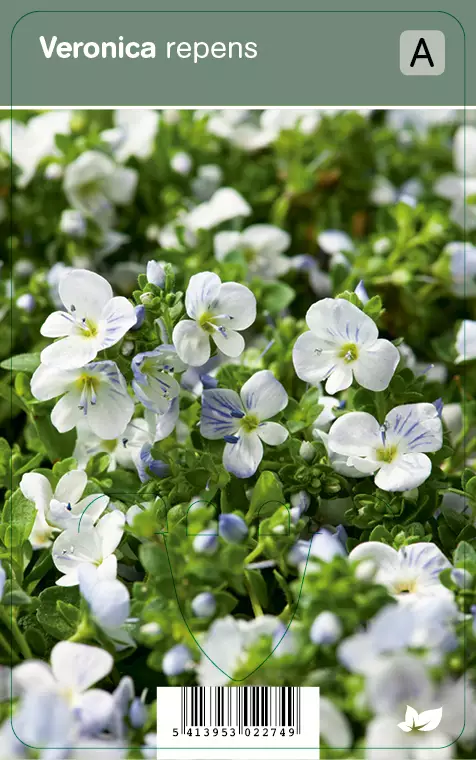 KÄÄPIÖTÄDYKE - Muut perennat - 2034907500002 - 1