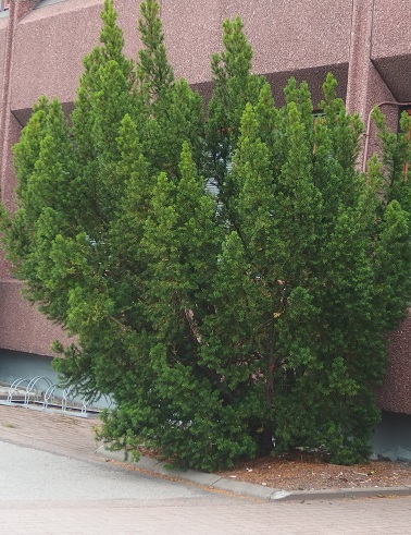 KARTIOMARJAKUUSI HICKSII - Muut havukasvit - 10306102 - 1