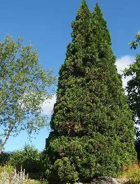 KARTIOTUIJA HOLMSTRUP - Tuijat - 2033566500002 - 1