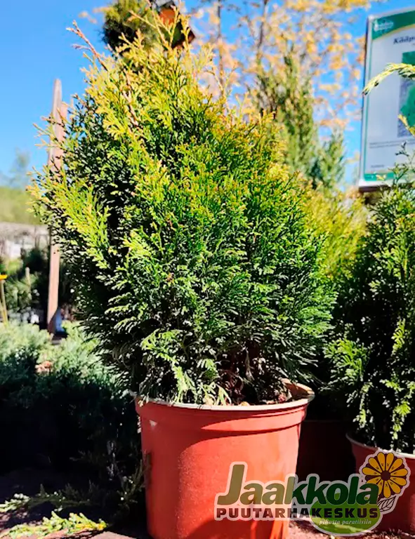 KARTIOTUIJA MIKY - Tuijat - 2002008400002 - 1