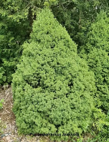 KARTIOVALKOKUUSI - Kuuset - 10303102 - 1