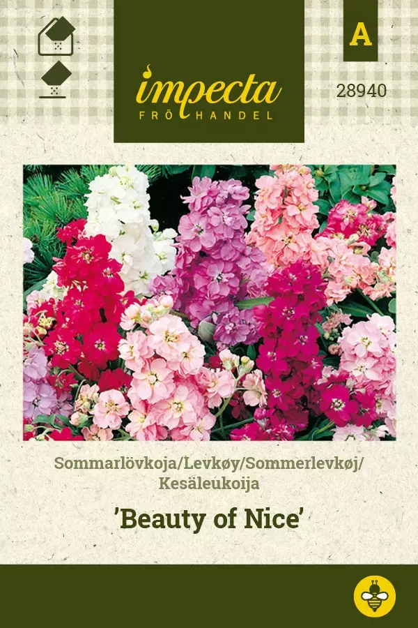 KESÄLEUKOIJA BEAUTY OF NICE - Muut kesäkukkien siemenet - 7332756289402 - 1