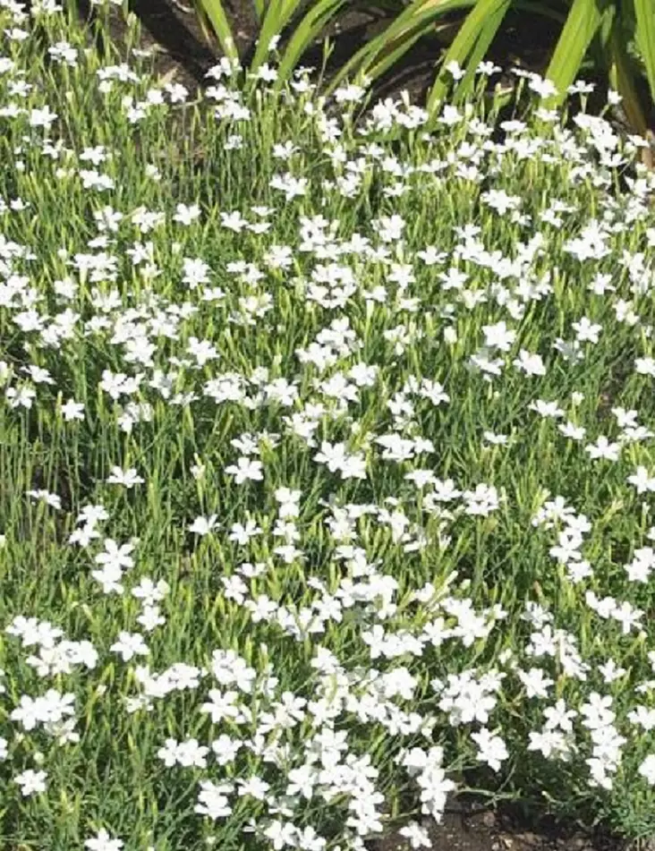 KETONEILIKKA ALBIFLORUS - Muut perennat - 2010625600002 - 1