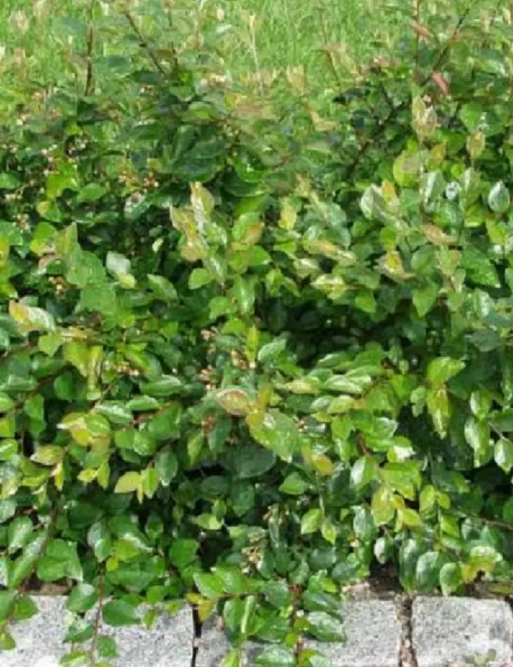 KIILTOTUHKAPENSAS - Muut pensaat - 2010418000002 - 1