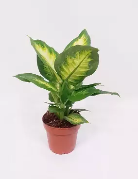 KIRJOVEHKA CAMILLA - Vehkat - 790031323812 - 1