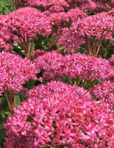 MAKSARUOHO CARL - Maksaruohot - 2090280700002 - 1