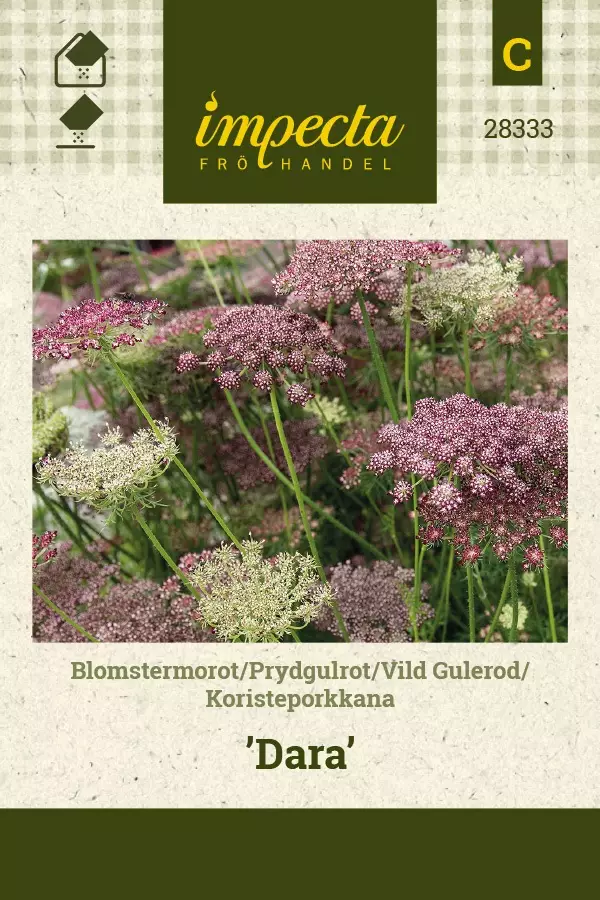 KORISTEPORKKANA DARA - Muut kesäkukkien siemenet - 7332756283332 - 1