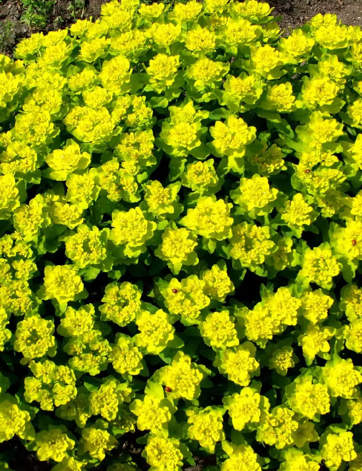 KULTATYRÄKKI - Muut perennat - 2010120600002 - 1