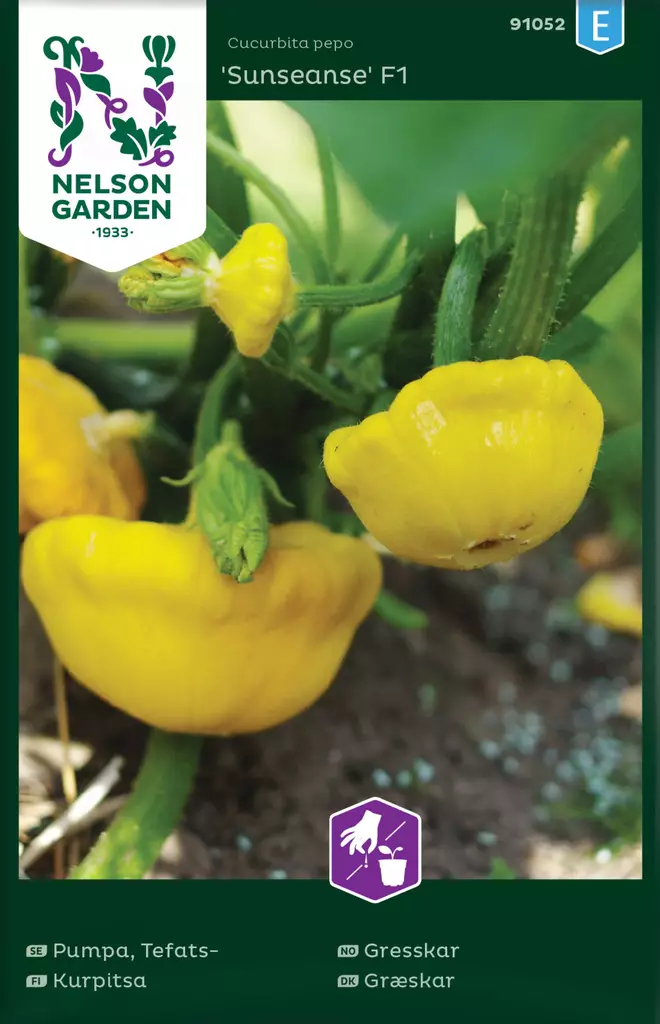 KURPITSA SUNSEANSE F1 - Kurpitsan siemenet - 7312600910522 - 1