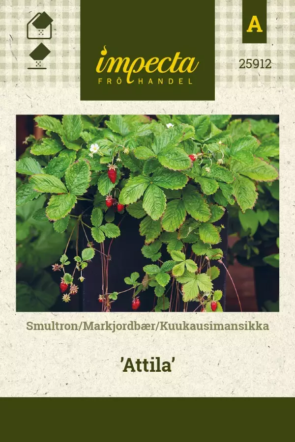 KUUKAUSIMANSIKKA ATTILA - Muut vihannesten siemenet - 7332756259122 - 1