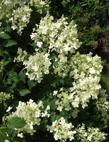 KUUTAMOHORTENSIA - Hortensiat - 2035718000002 - 1