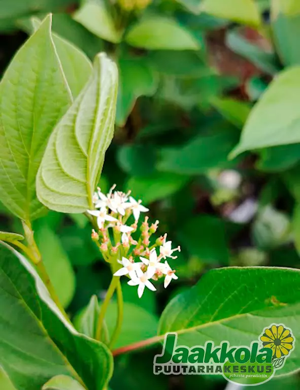 LÄNNENPENSASKANUKKA FIREDANCE - Kanukat - 2020507400002 - 1