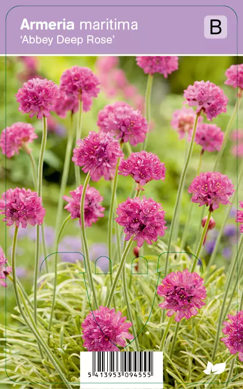 LAUKKANEILIKKA ABBEY DEEP ROSE - Muut perennat - 2009455500002 - 1