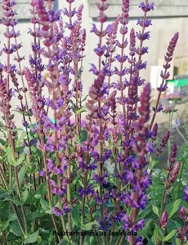 LEHTOSALVIA MAINACHT - Muut perennat - 2099441100002 - 1