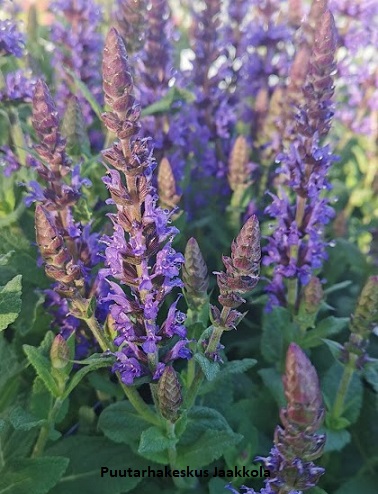 LEHTOSALVIA OSTFRIESLAND - Muut perennat - 2034838200002 - 1