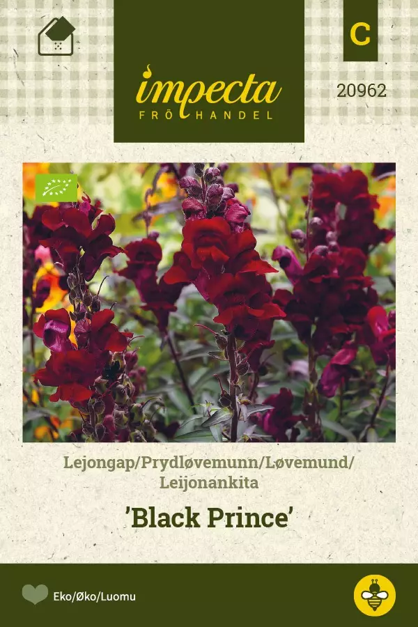 LEIJONANKITA BLACK PRINCE - Muut kesäkukkien siemenet - 7332756209622 - 1
